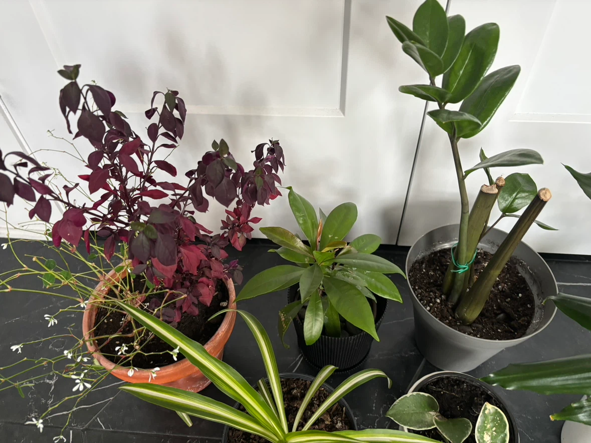 Houseplants for sale - photo 2