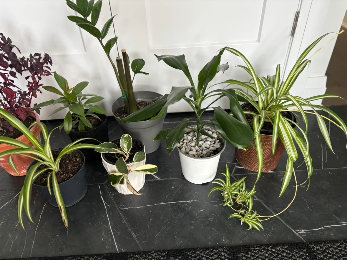 Houseplants for sale - photo 3