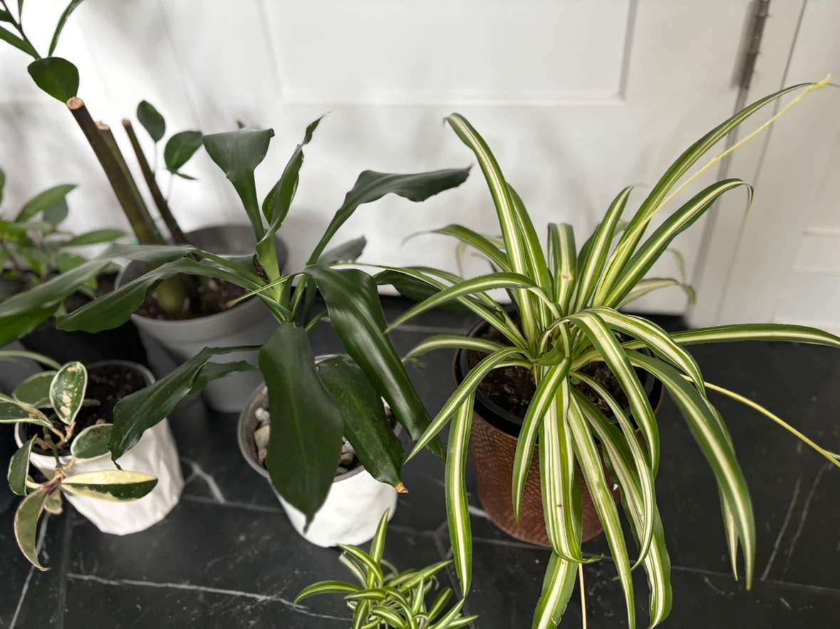 Houseplants for sale - photo 4