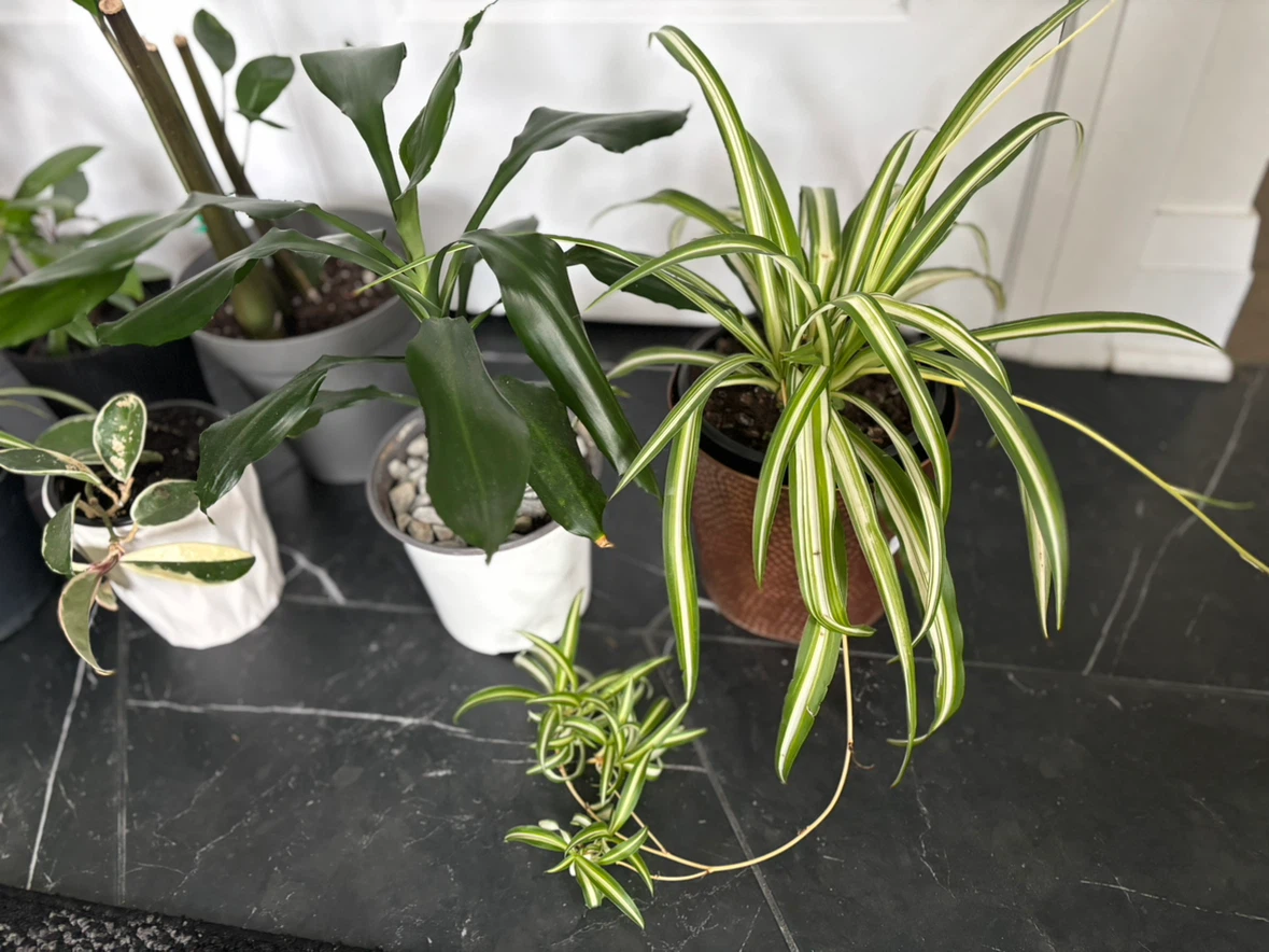Houseplants for sale - photo 5