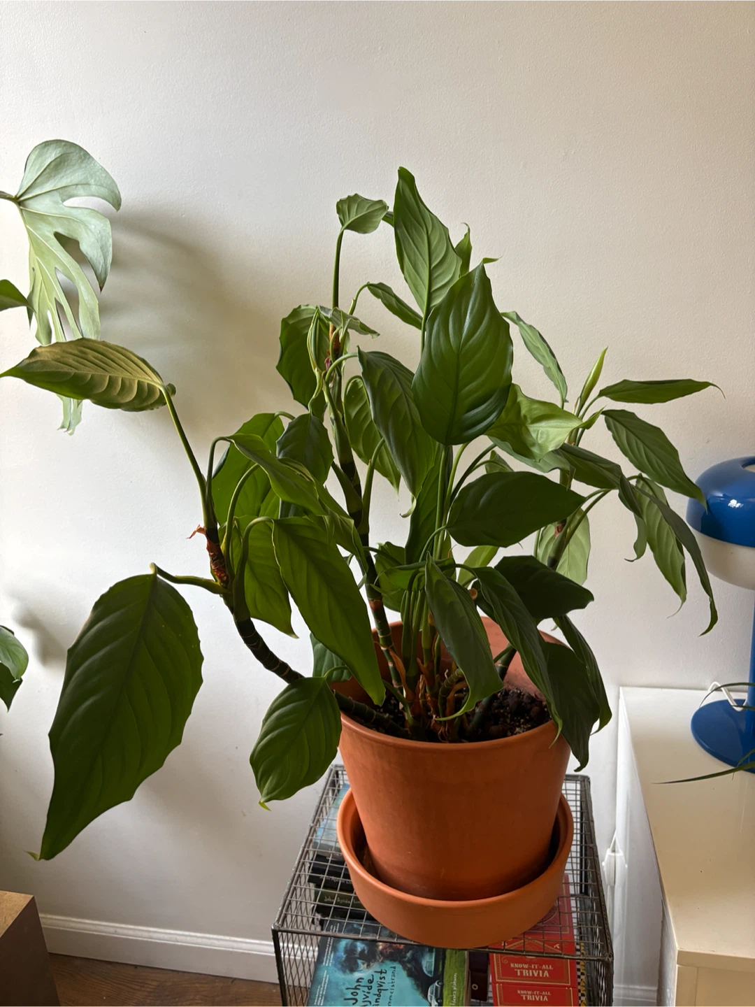 Peace Lily Plant in Terracotta Pot