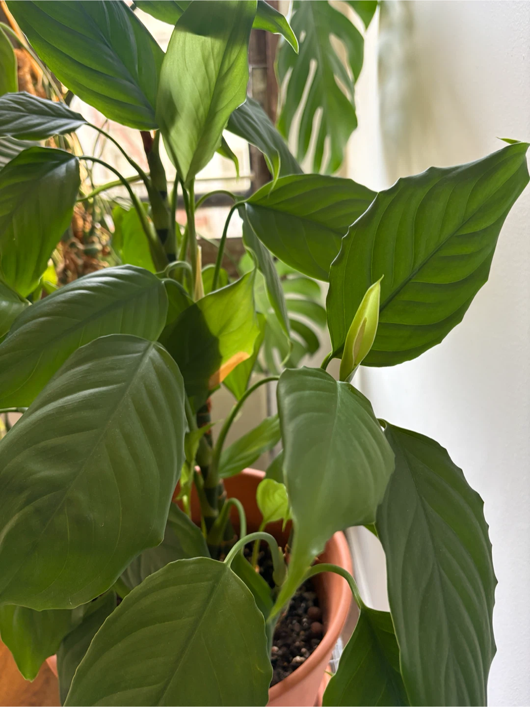 Peace Lily Plant in Terracotta Pot - photo 2