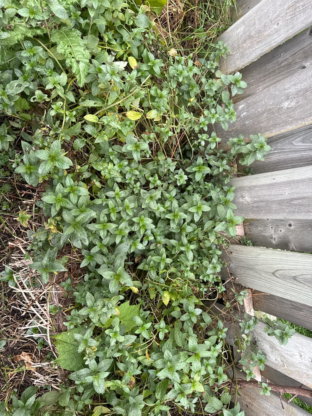 Dried spearmint or fresh  $ 2 a pound good for hormones - photo 2