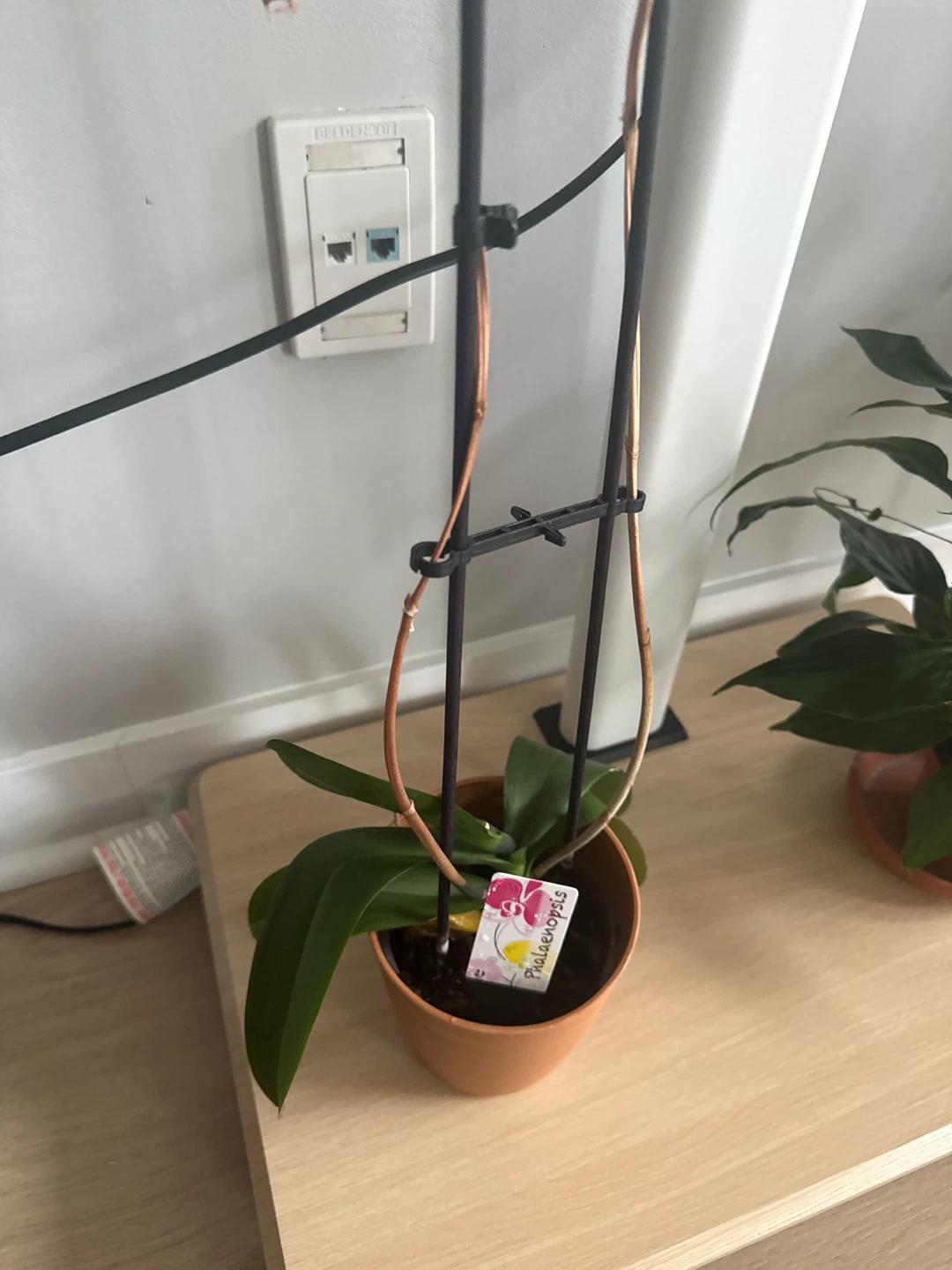 Phalaenopsis Orchid Plant