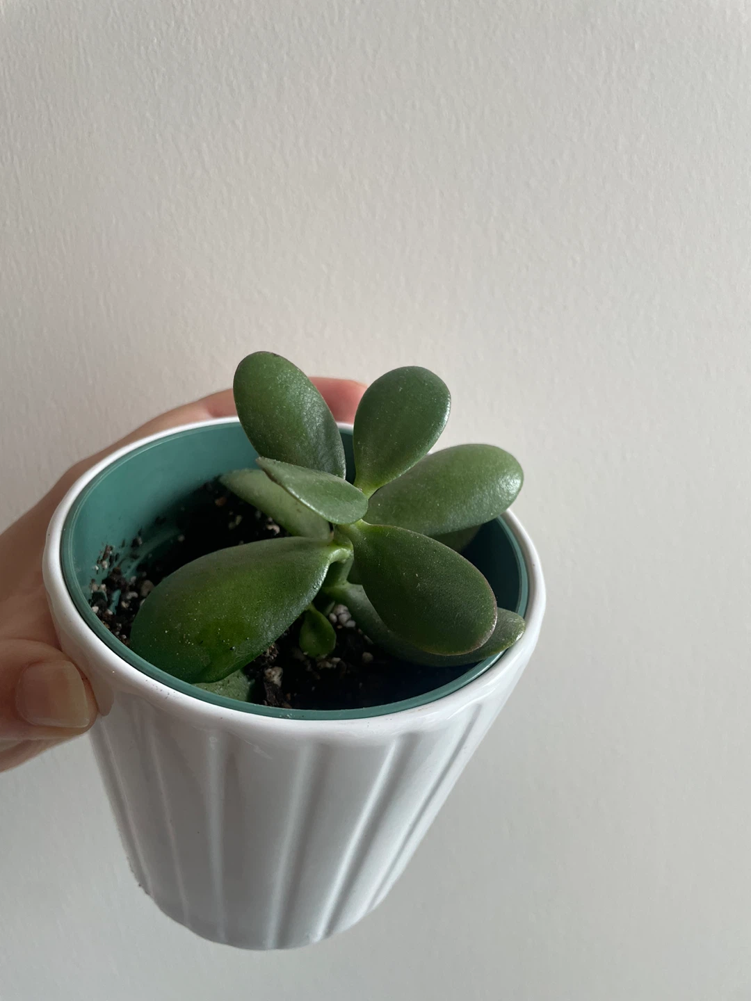 Jade Plant in Fluted Pot