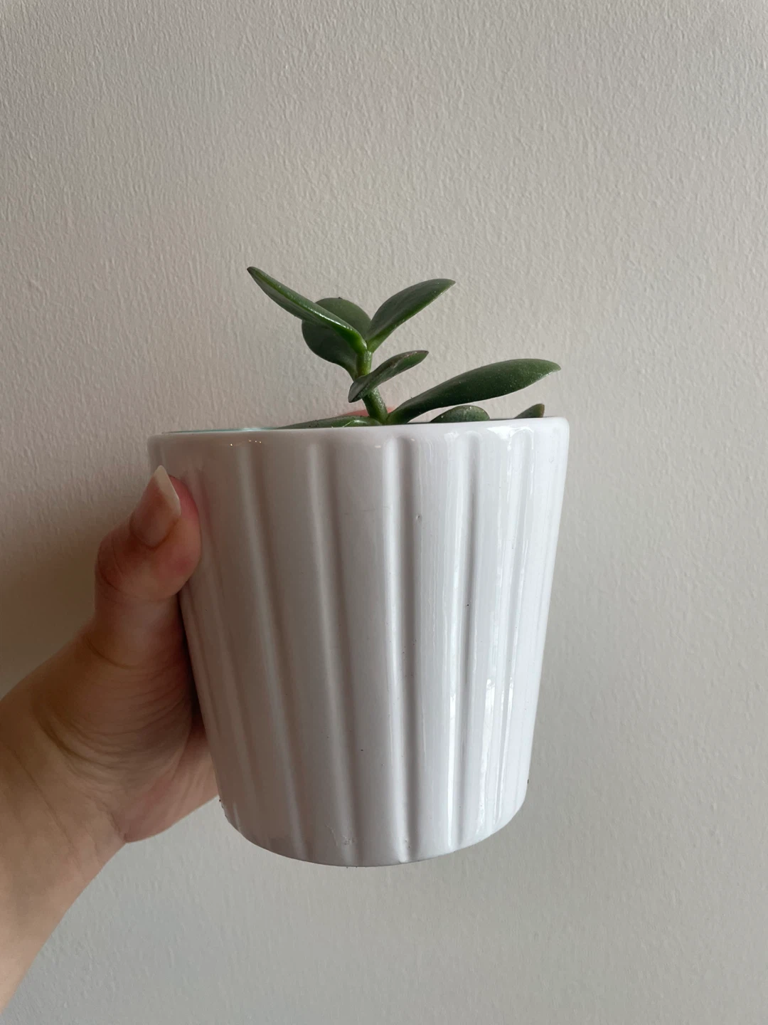 Jade Plant in Fluted Pot - photo 2