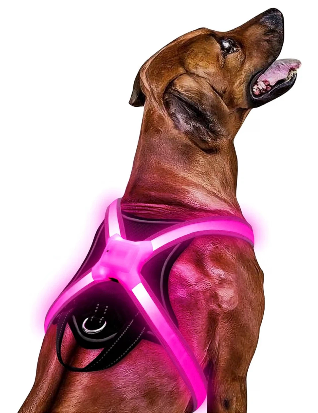 Light-Up LED Dog Harness – XL, Multicolour, USB Rechargeable
