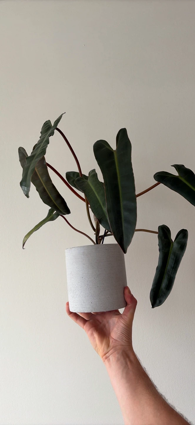 Philodendron Billietiae x Atabapoense hybrid
