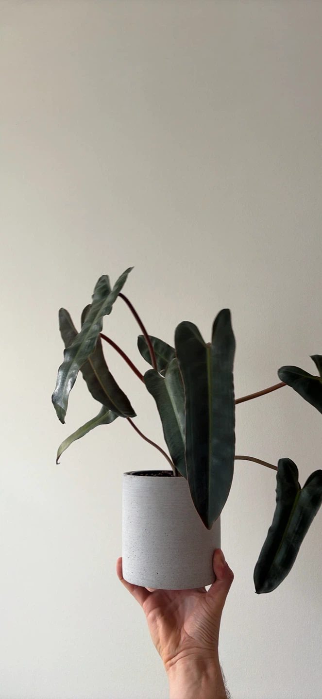 Philodendron Billietiae x Atabapoense hybrid - photo 2
