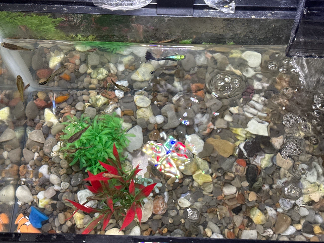 Fish Tank with Filter and Light