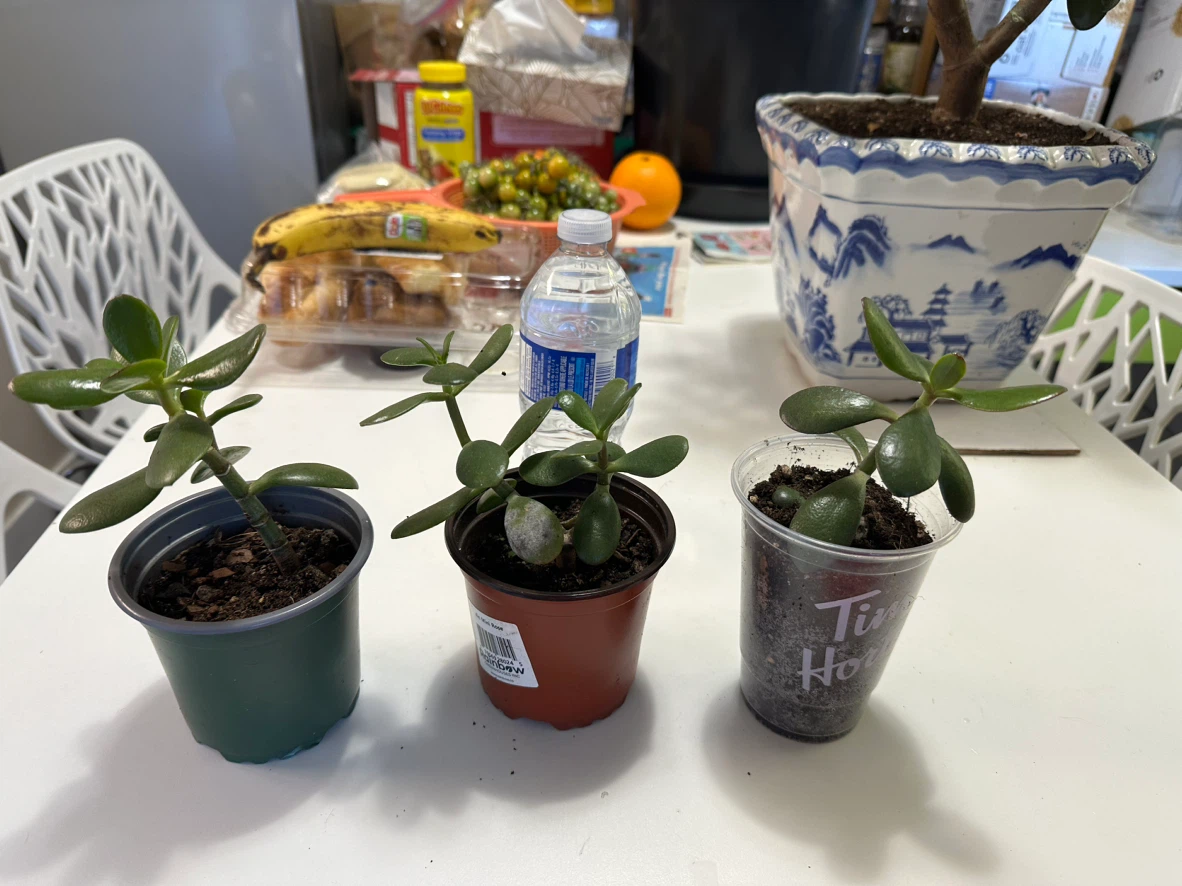 Three Jade Plant Cuttings