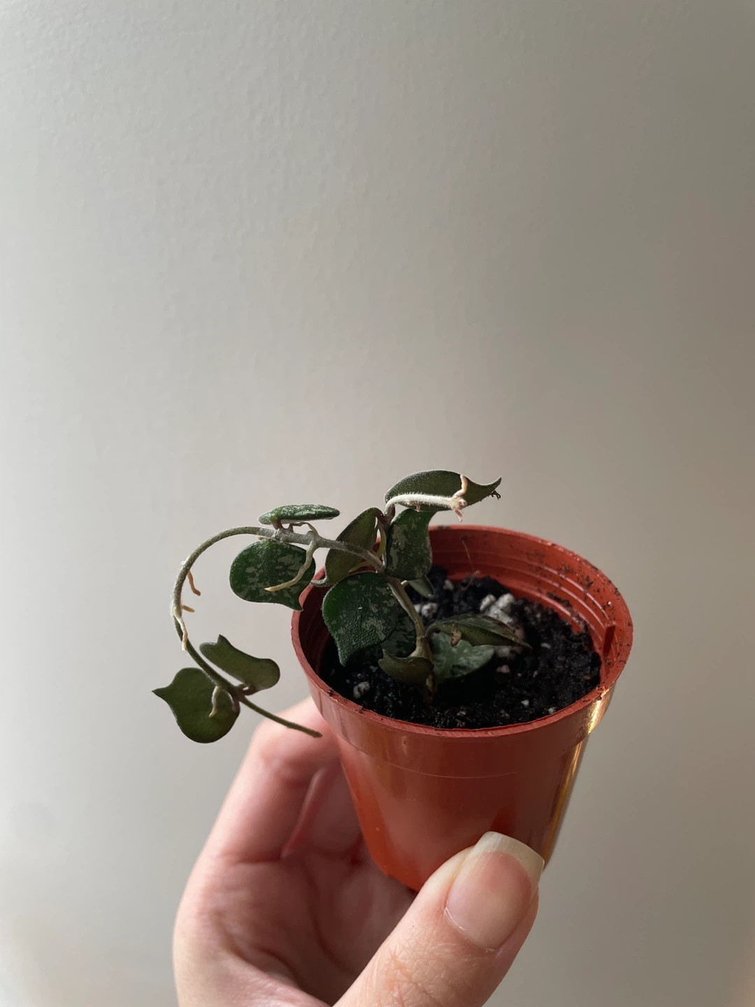 Hoya Curtisii plant