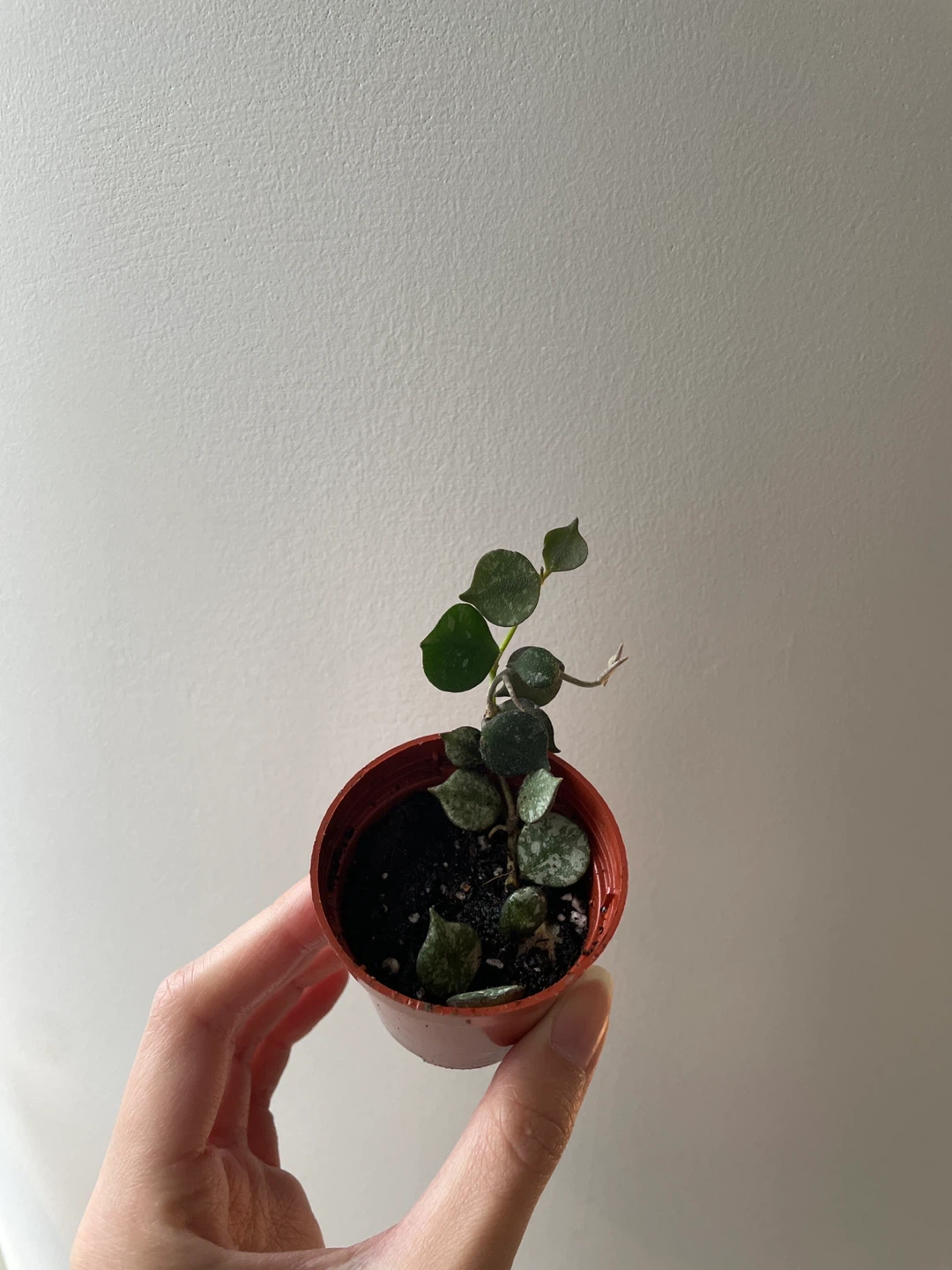 Hoya Curtisii plant - photo 2