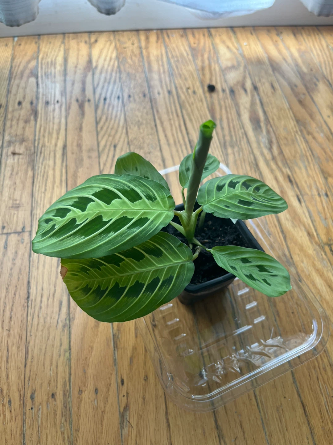 Maranta Lemon Lime Prayer Plant🪴 A - photo 2