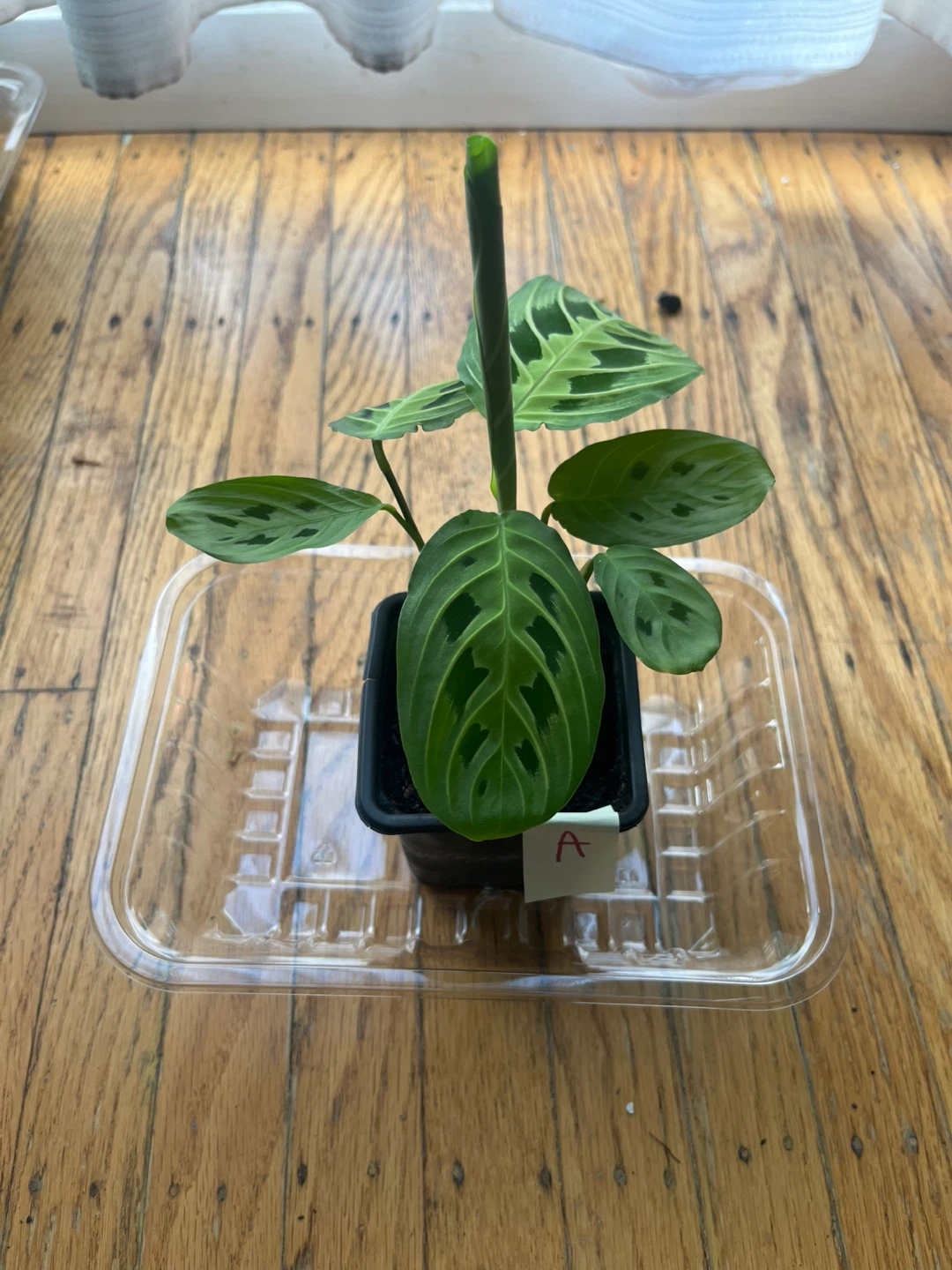 Maranta Lemon Lime Prayer Plant🪴 A