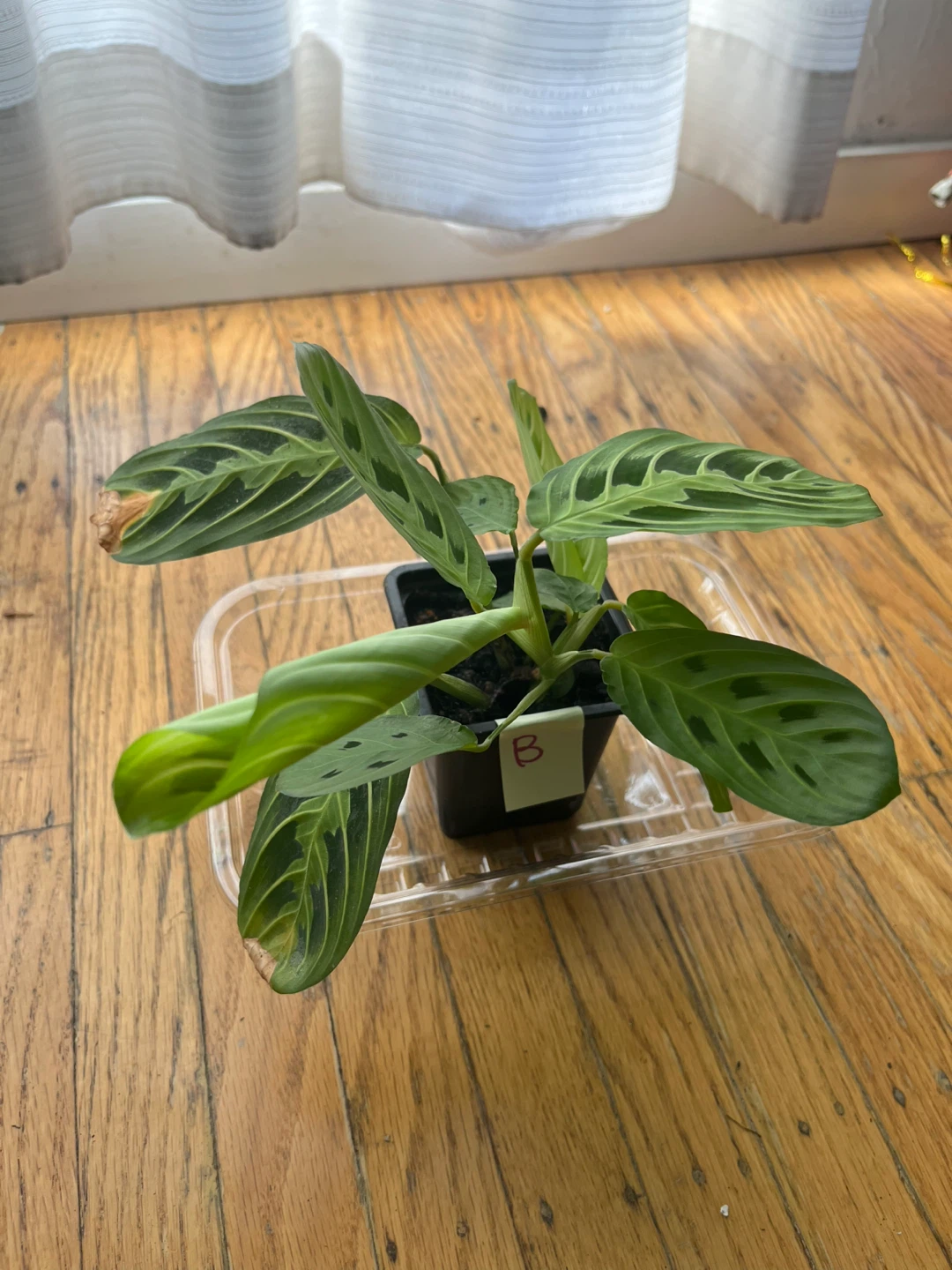Maranta Lemon Lime Prayer plant 🪴B