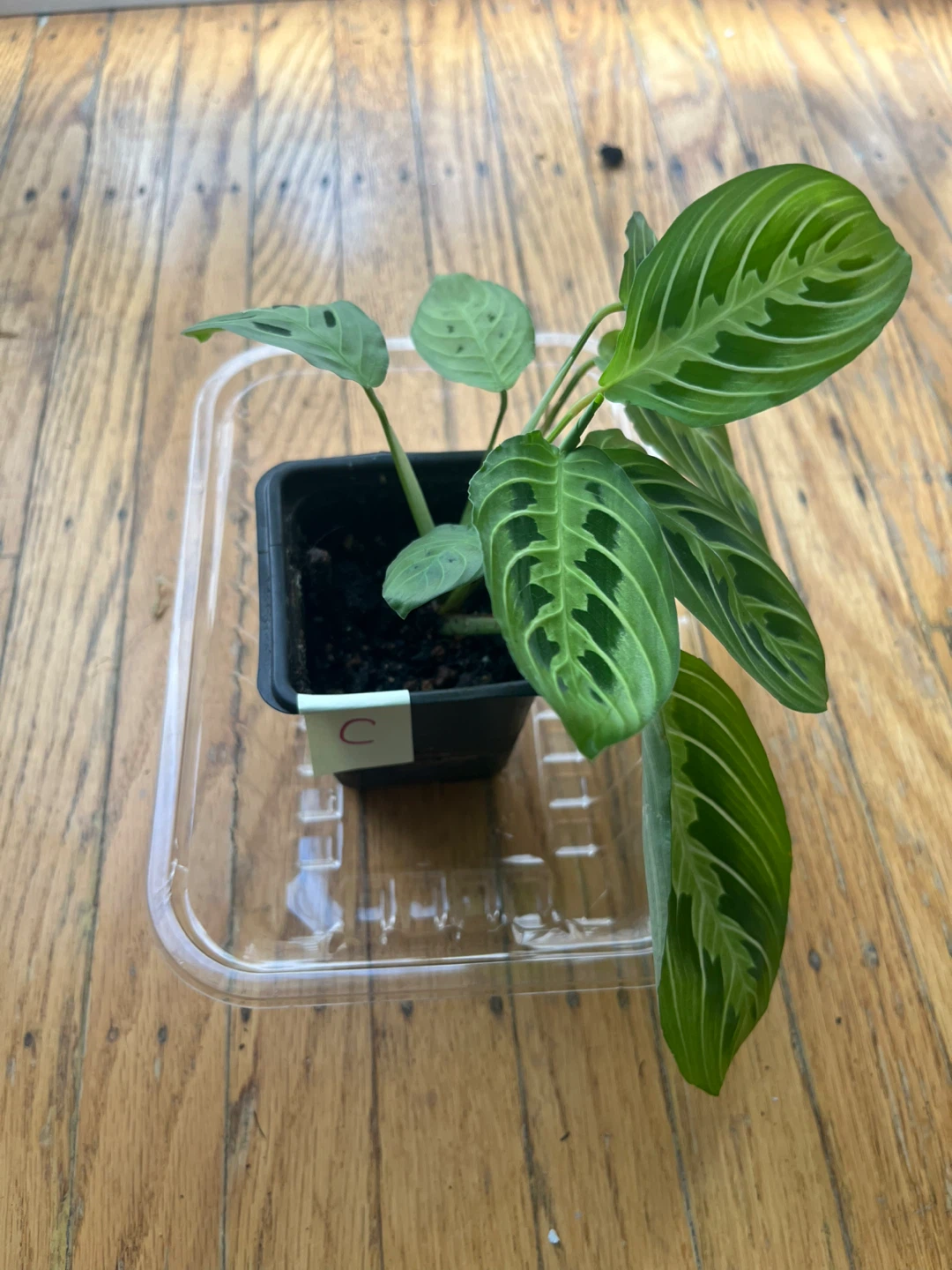 Maranta Lemon Lime Prayer plant 🪴C