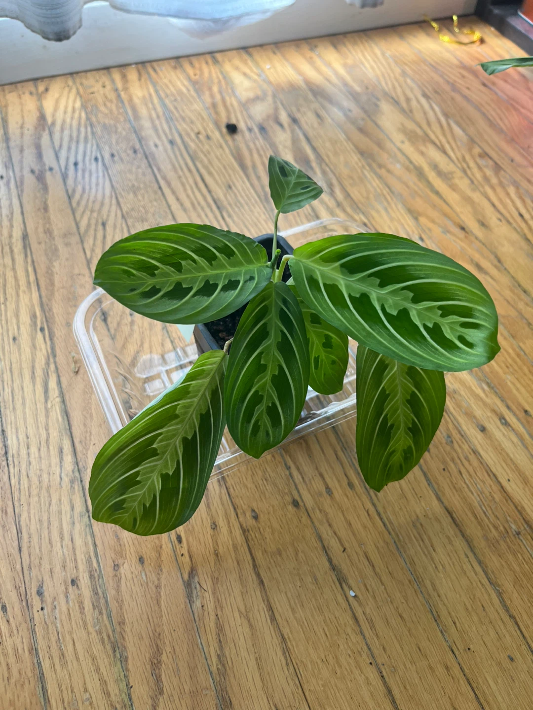 Maranta Lemon Lime Prayer plant 🪴B - photo 2