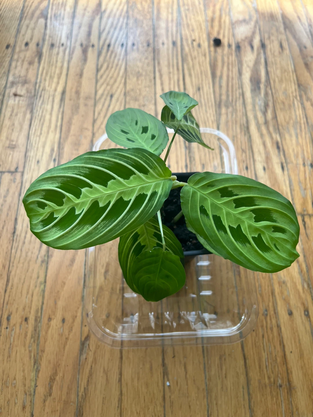 Maranta Lemon Lime Prayer plant 🪴D - photo 2
