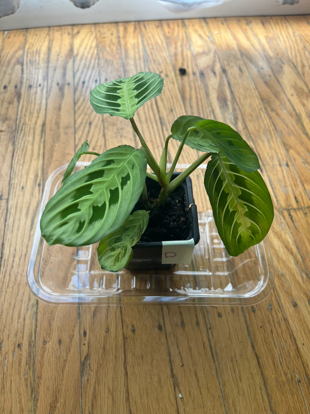 Maranta Lemon Lime Prayer plant 🪴D
