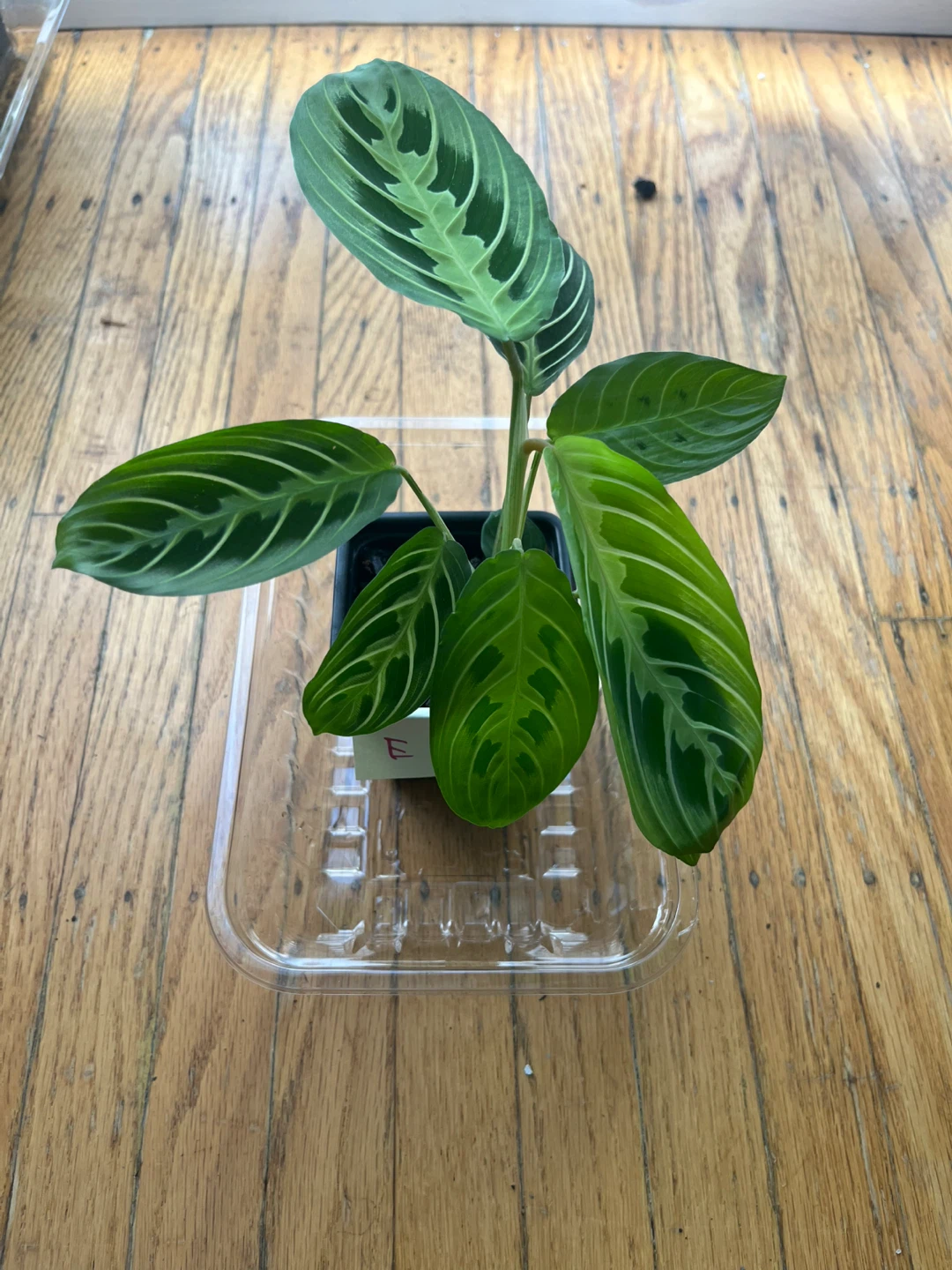 Maranta Lemon Lime Prayer plant 🪴E