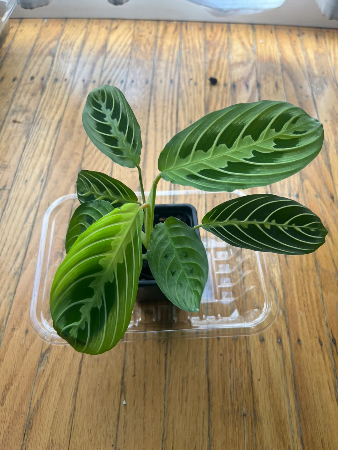 Maranta Lemon Lime Prayer plant 🪴E - photo 2
