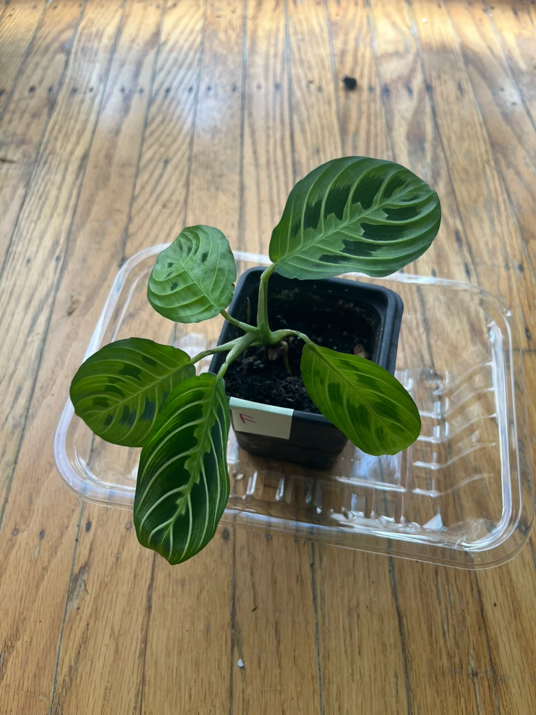 Maranta Lemon Lime Prayer plant 🪴F