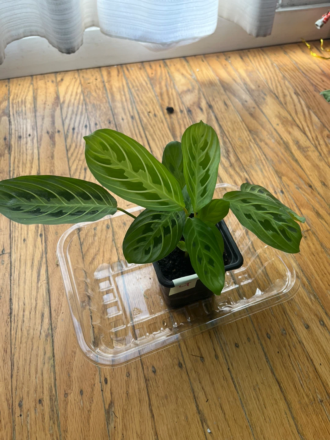 Maranta Lemon Lime Prayer plant 🪴G