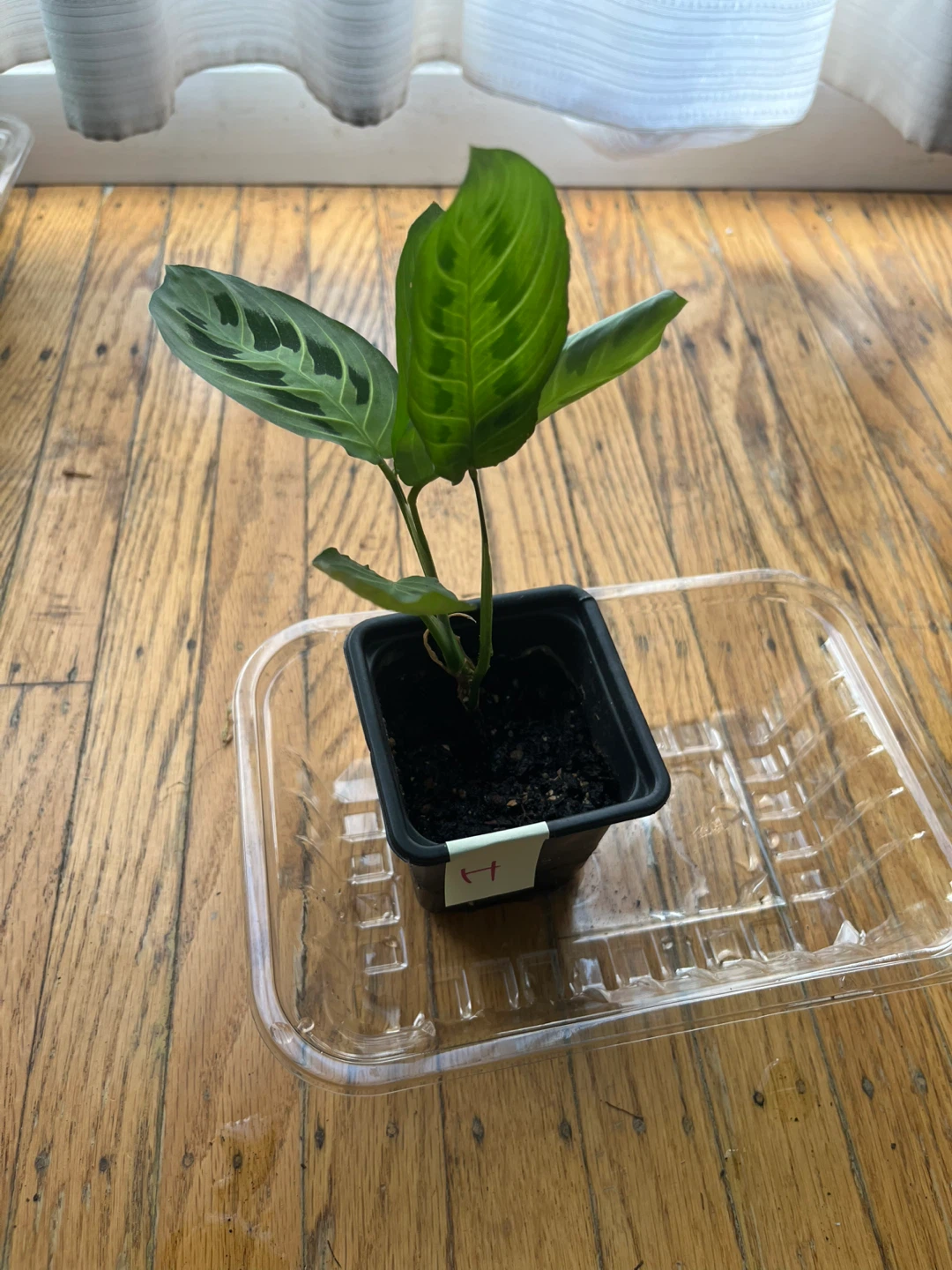 Maranta Lemon Lime Prayer plant 🪴H
