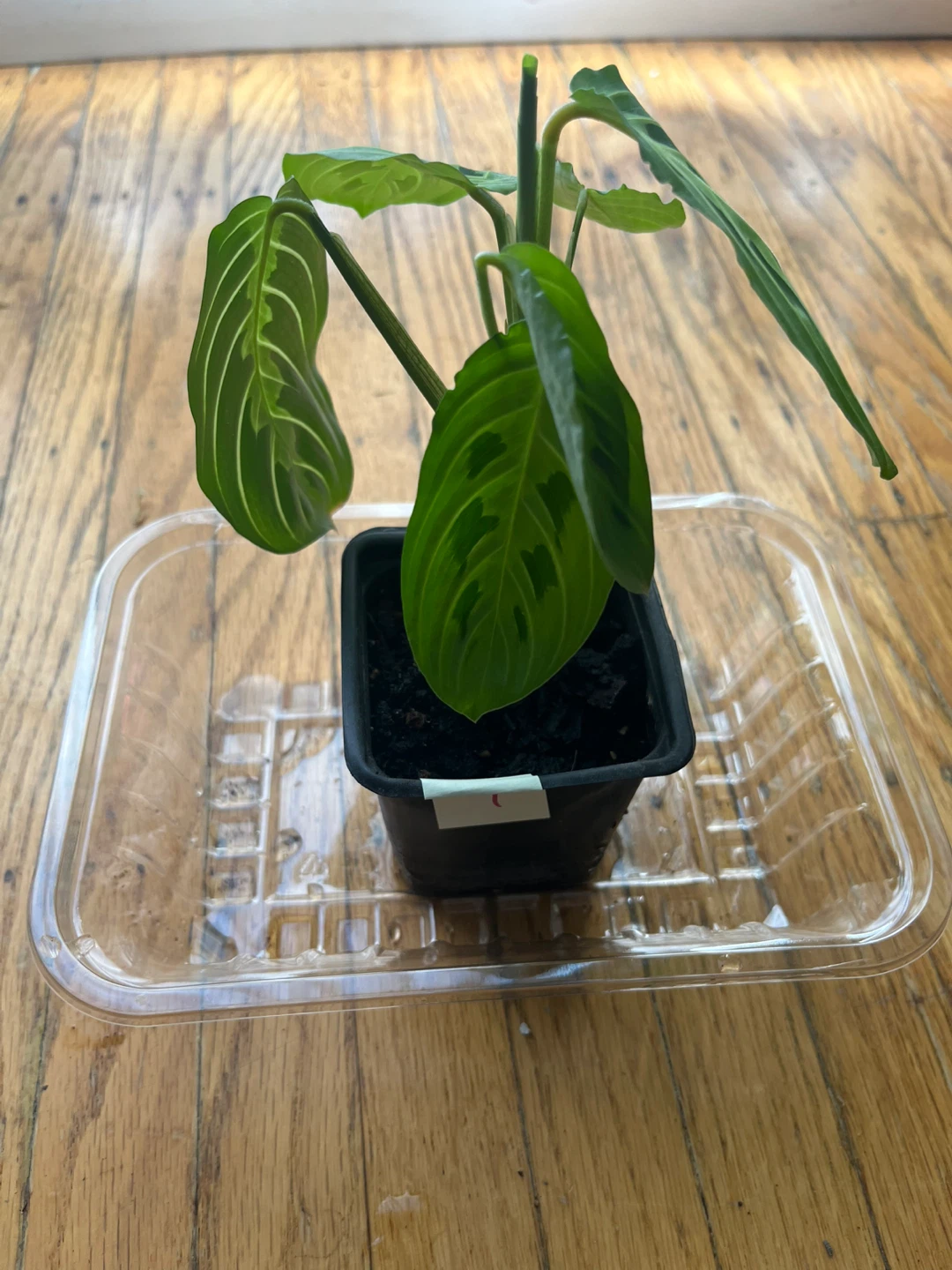 Maranta Lemon Lime Prayer plant 🪴I