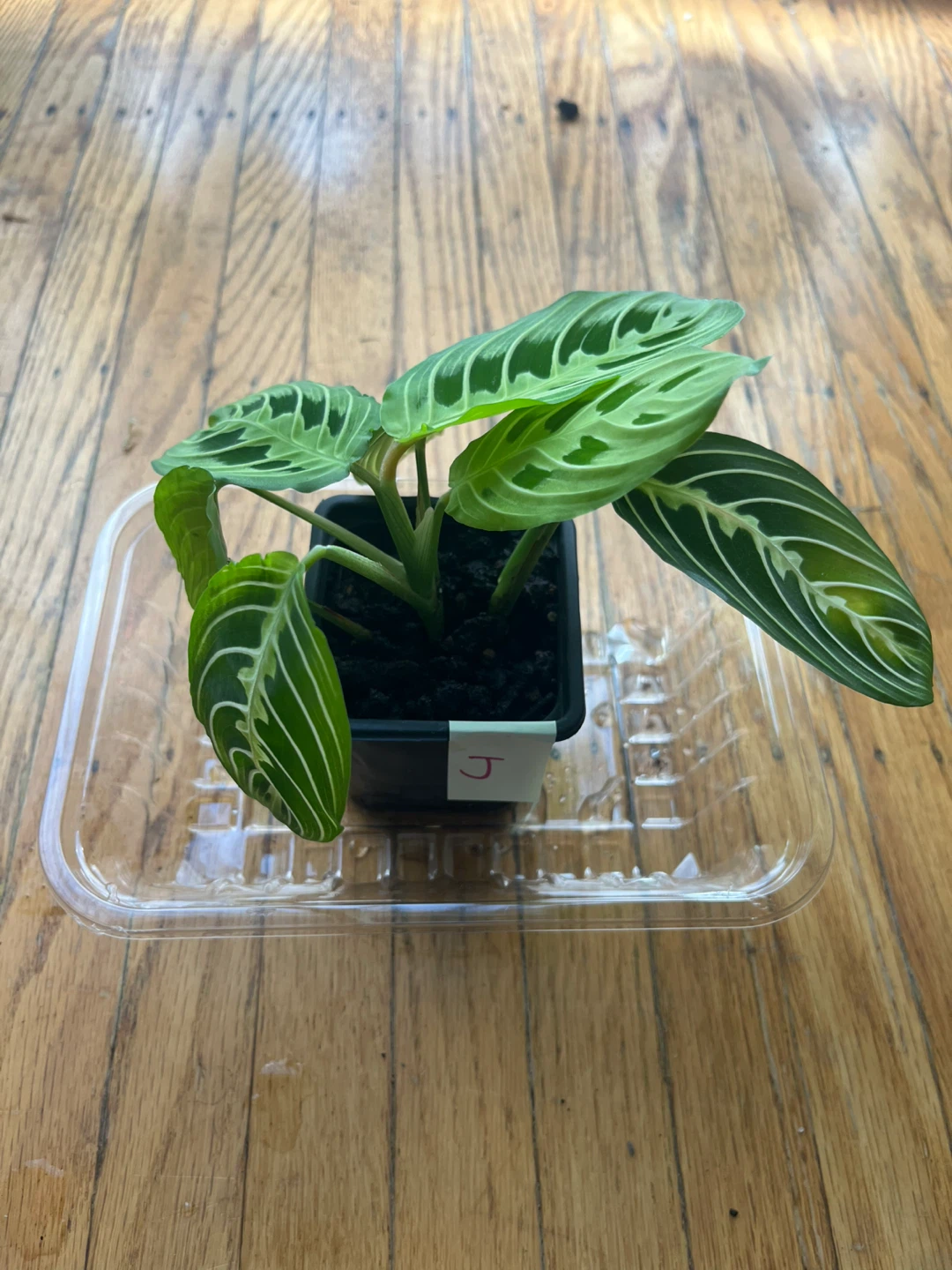 Maranta Lemon Lime Prayer plant 🪴J