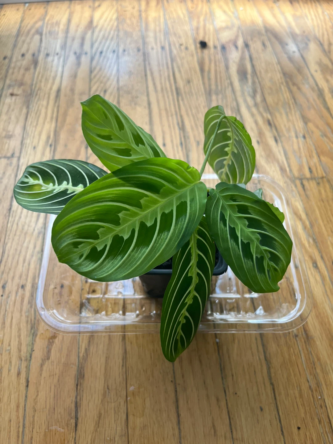 Maranta Lemon Lime Prayer plant 🪴J - photo 2