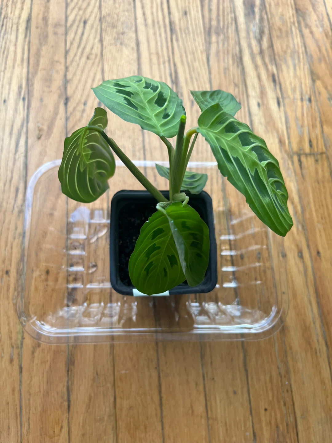 Maranta Lemon Lime Prayer plant 🪴I - photo 2