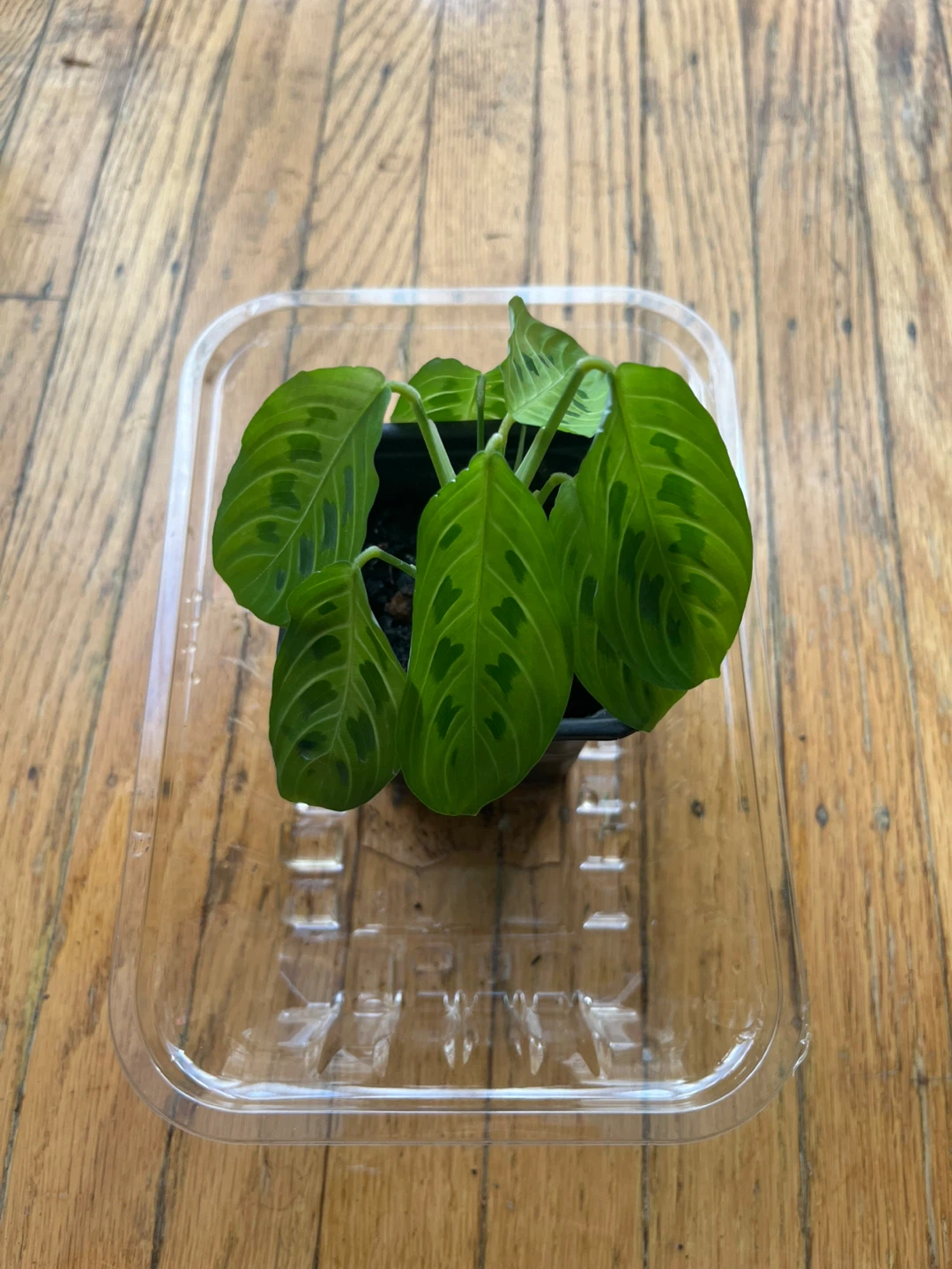 Maranta Lemon Lime Prayer plant 🪴K - photo 2