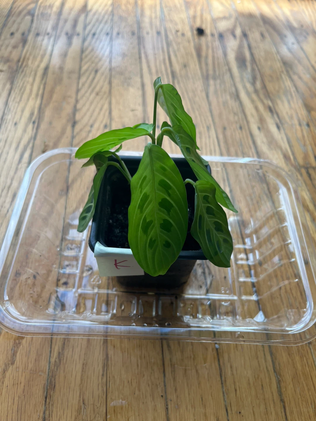 Maranta Lemon Lime Prayer plant 🪴K
