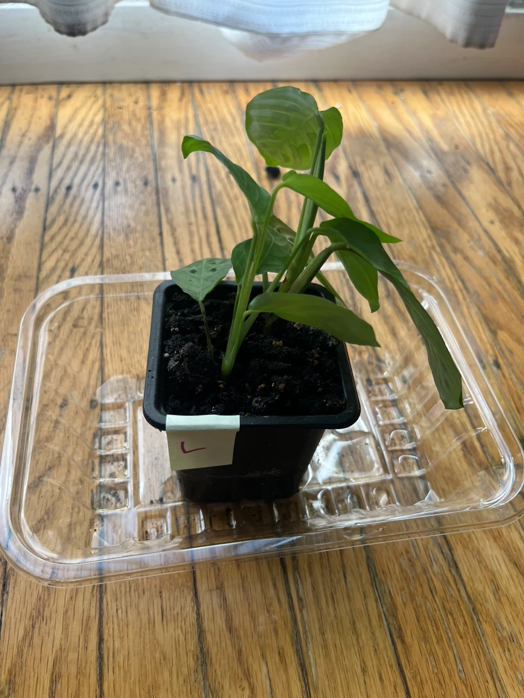 Maranta Lemon Lime Prayer plant 🪴L