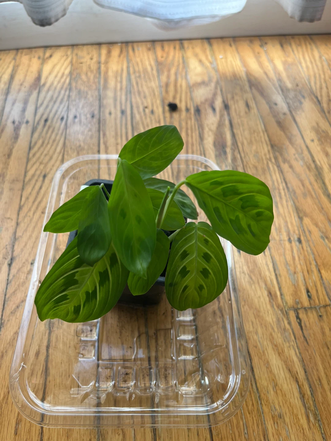 Maranta Lemon Lime Prayer plant 🪴L - photo 2