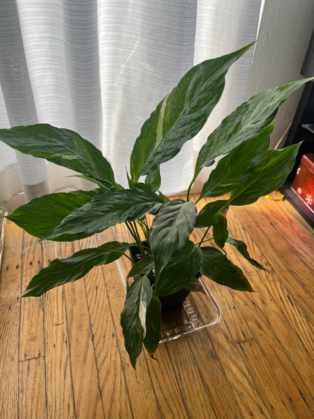 Variegated Lily plant 🪴