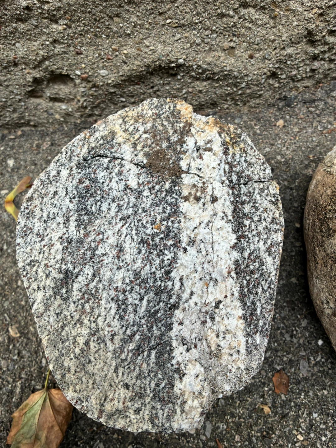 Ontario Rock Specimen Black White Banded Gneiss Stone Glacial