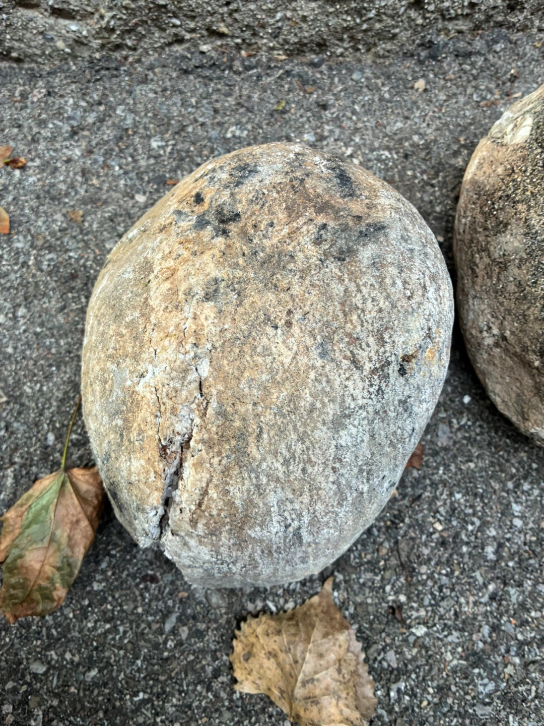 Ontario Rock Specimen Black White Banded Gneiss Stone Glacial - photo 2