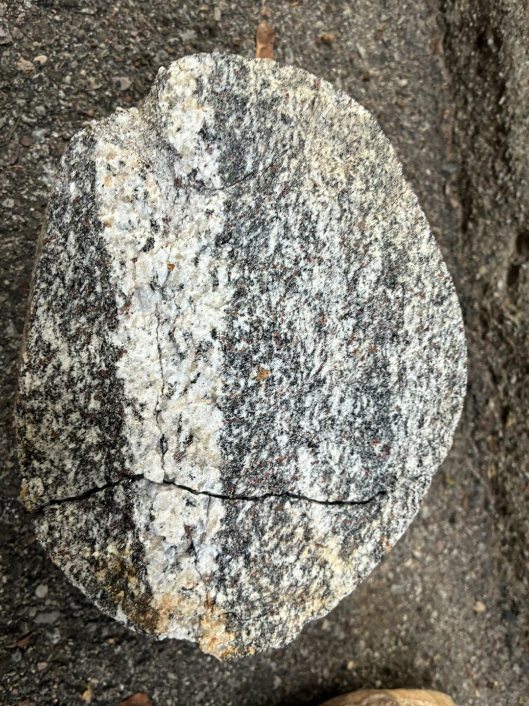 Ontario Rock Specimen Black White Banded Gneiss Stone Glacial - photo 3