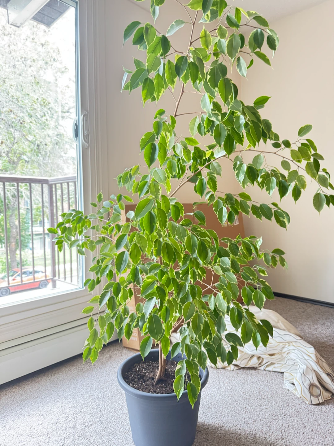 Houseplants - Aloe, Ficus, and Snake Plant
