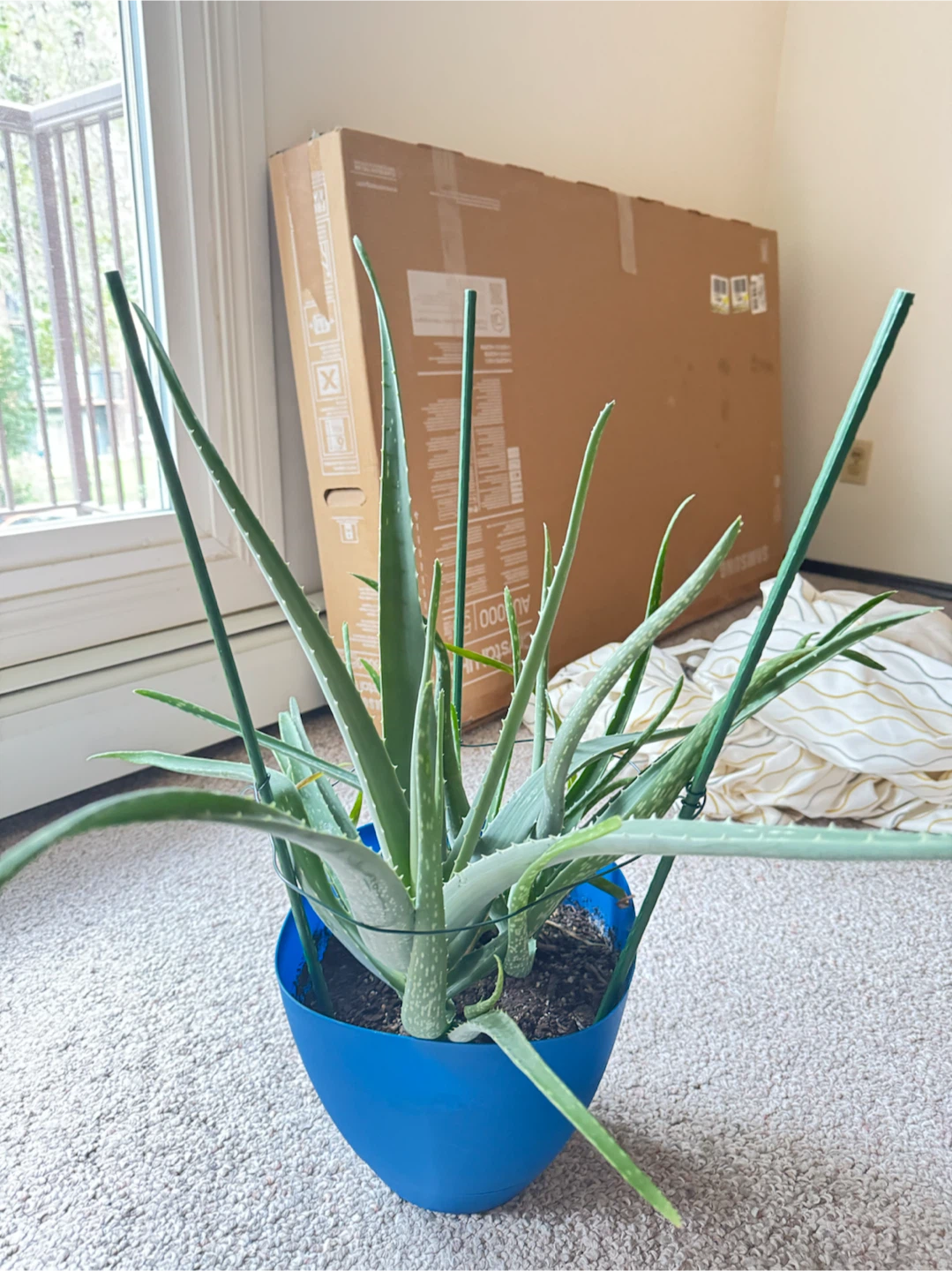 Houseplants - Aloe, Ficus, and Snake Plant - photo 2