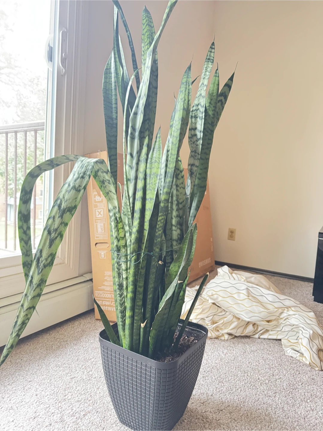 Houseplants - Aloe, Ficus, and Snake Plant - photo 3