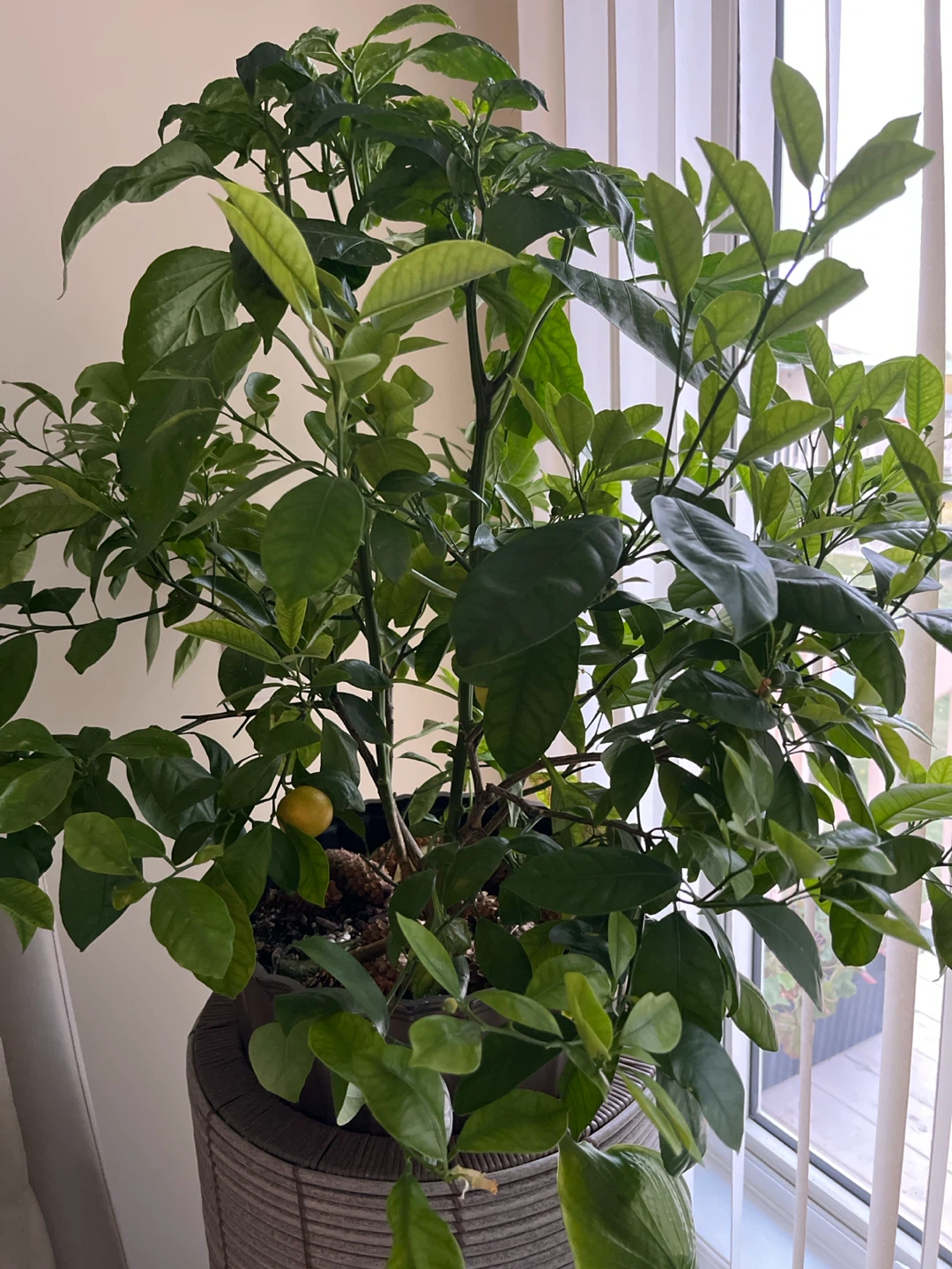 Potted Calamondin Orange Tree