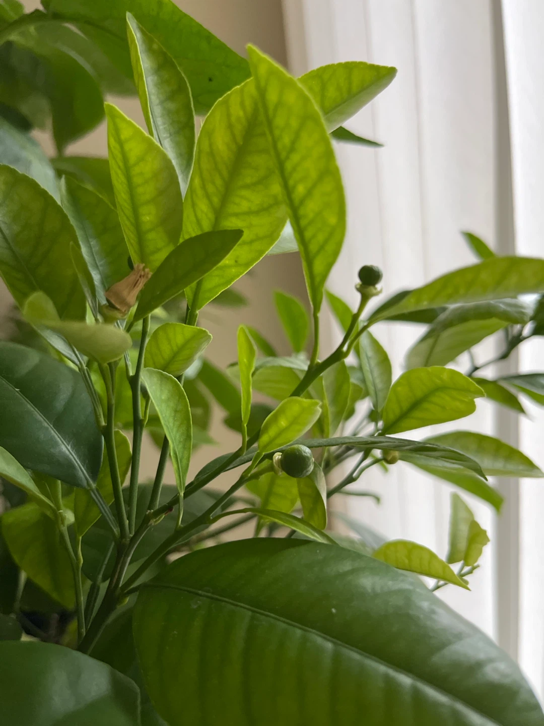 Potted Calamondin Orange Tree - photo 2
