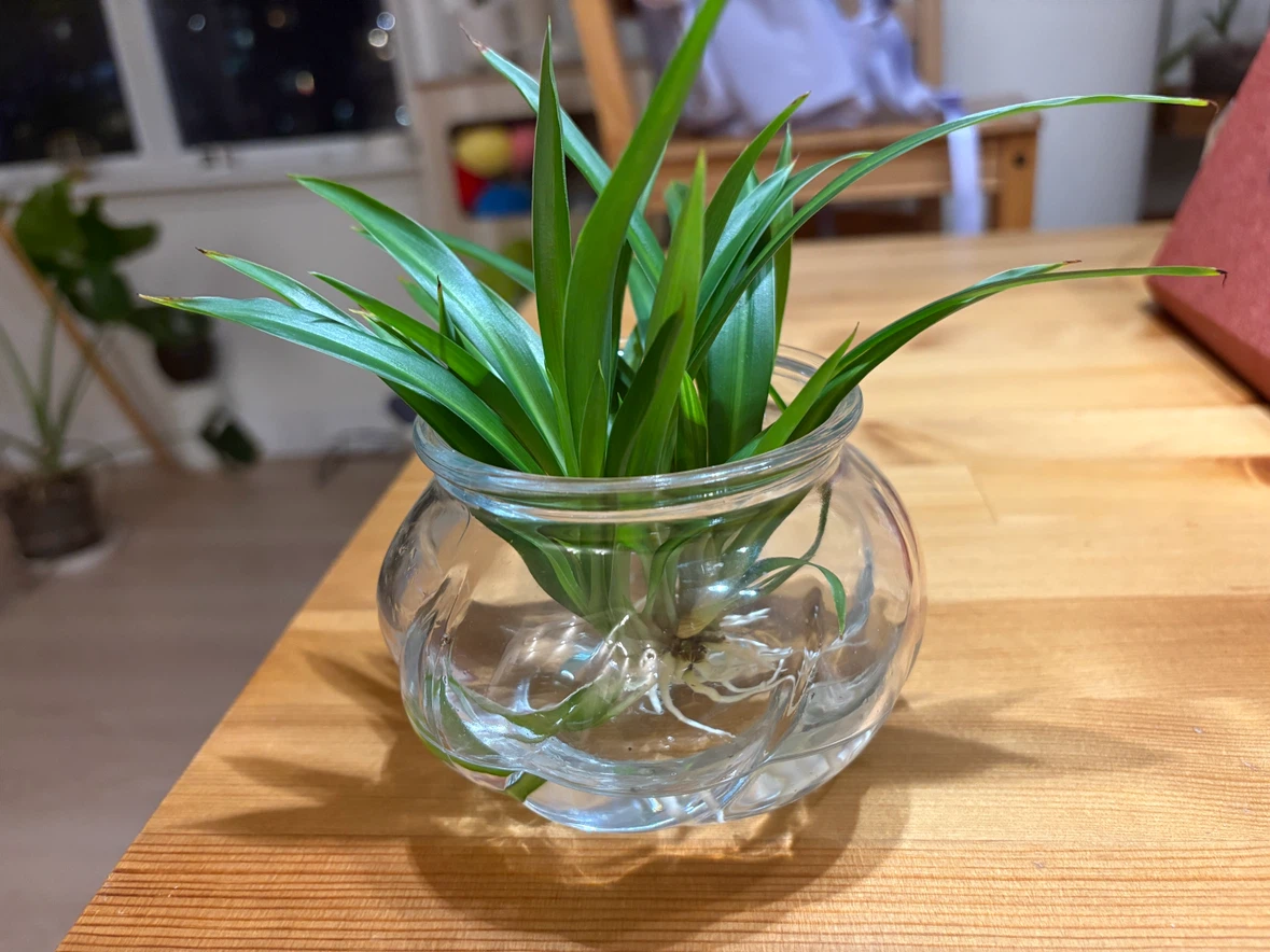 Spider Plant in Glass Bowl