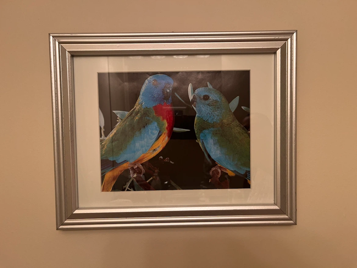 Framed Bird Print
