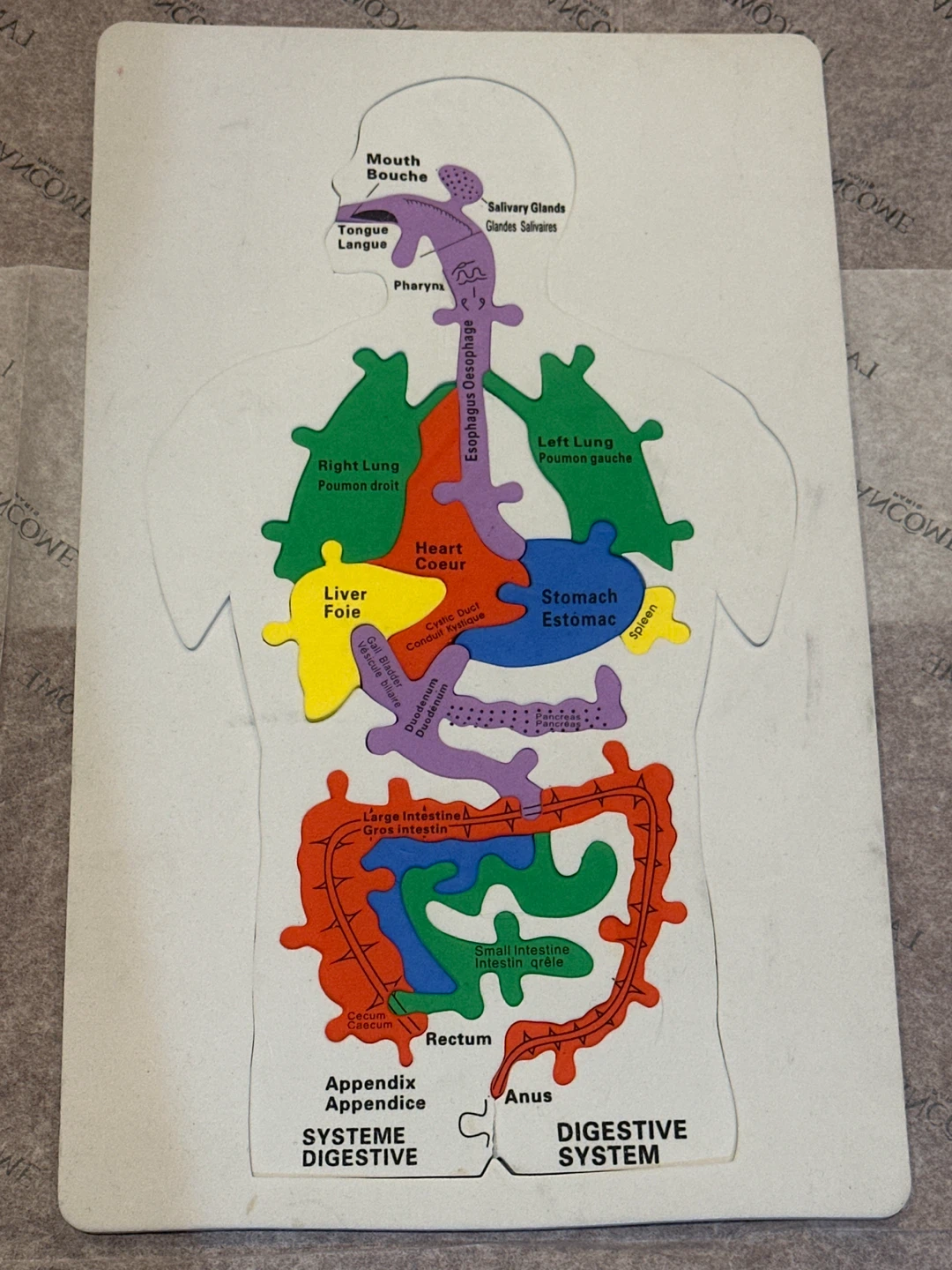 Human Body Digestive System Puzzle