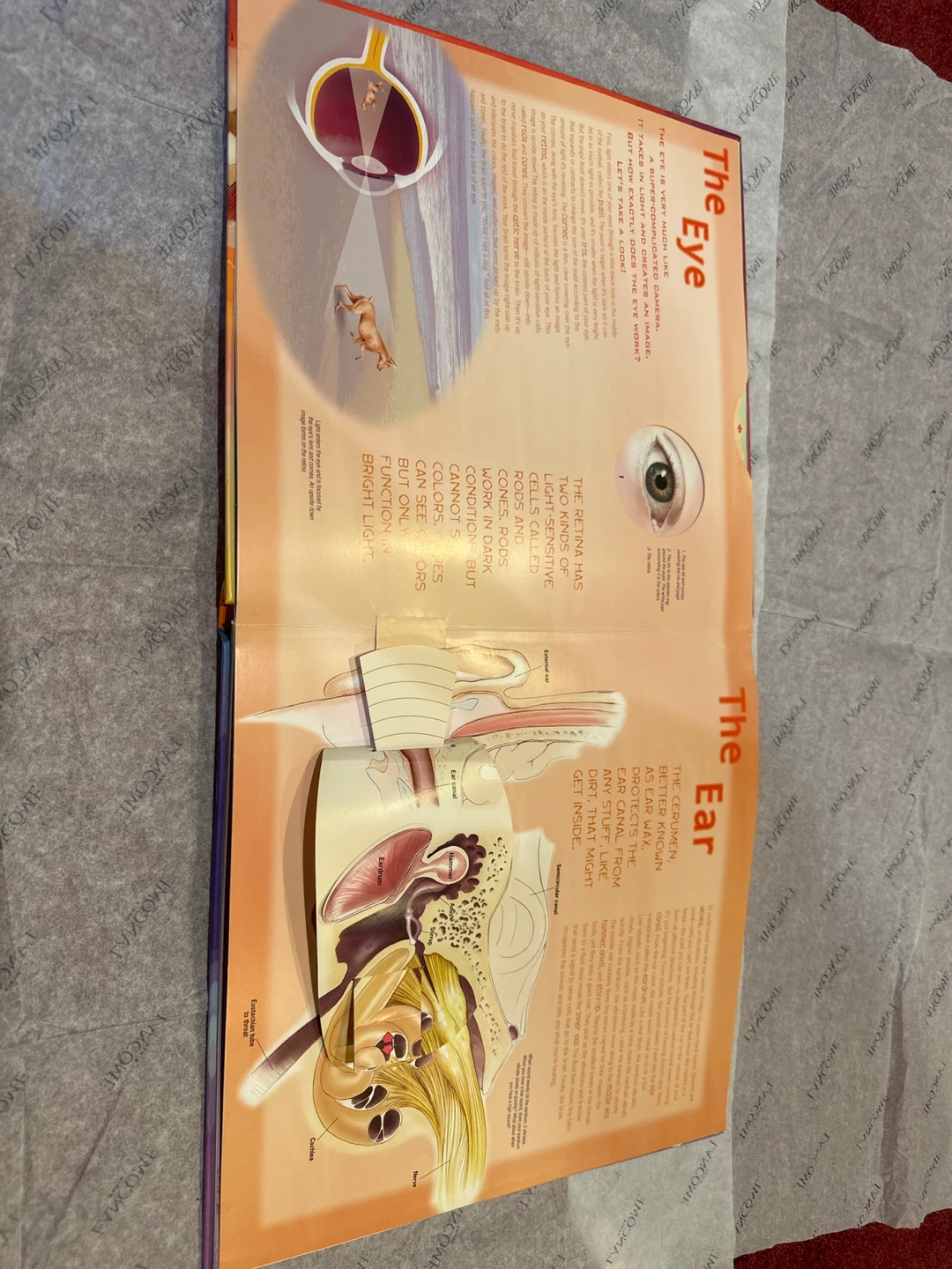 Body: An Interactive and Three-Dimensional Exploration Book - photo 2